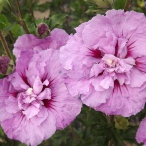 Hibiscus  LAVENDER CHIFFON krzew