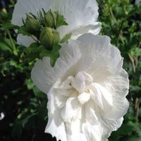 Hibiskus  WHITE CHIFFON krzew