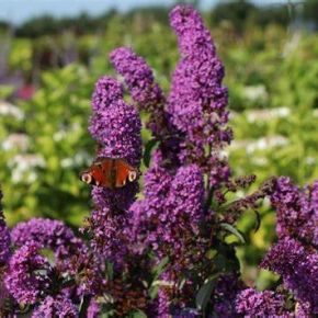 Budleja Davida BORDER BEAUTY