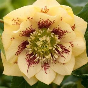 Ciemiernik wschodni Double Ellen YELLOW SPOTED