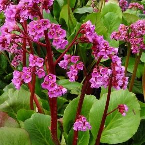 Bergenia sercowata ROSE