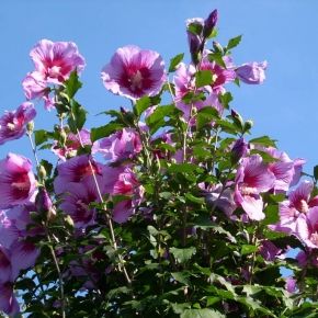 Hibiskus FLOWER TOWER PURPLE krzew