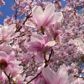 Magnolia POŚREDNIA 