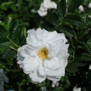 Róża BLANC DOUBLE DE COUBERT