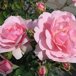 Róża BONICA 82 'Meidomonac'