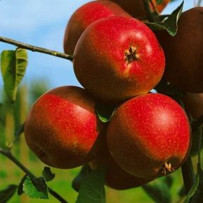 Jabłoń SUMMERRED 