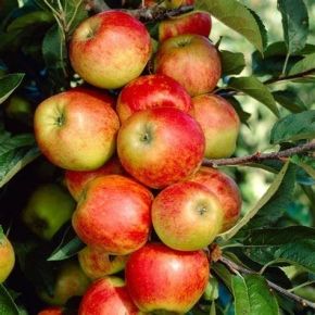 Jabłoń ELSTAR