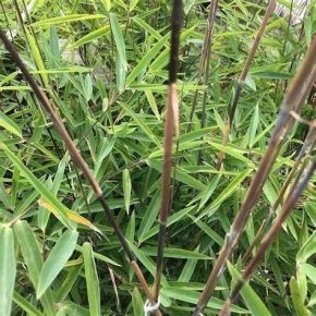 Bambus fargezja lśniaca BLACK PEARL