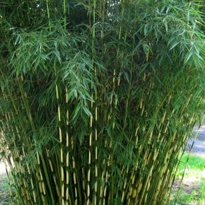 Bambus fargezja lśniąca  CAMPBELL
