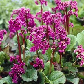 Bergenia ROTBLUM