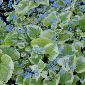 Brunnera wielkolistna VARIEGATA