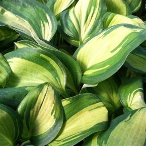 Funkia- Hosta GREAT EXPECTATIONS