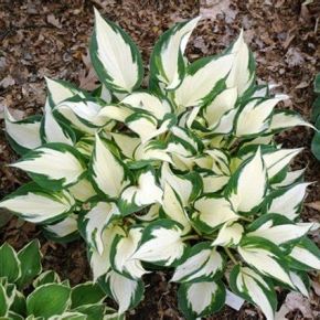 Funkia-Hosta FIRE AND ICE