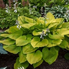 Funkia- Hosta AGE OF GOLD