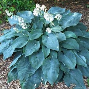 Funkia- Hosta 'Blue Angel'