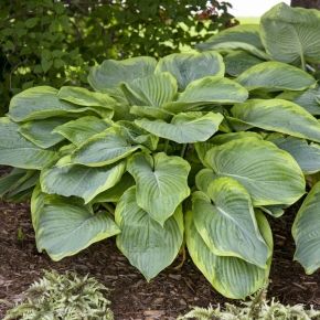 Funkia- Hosta SHADOWLAND WU LA LA 