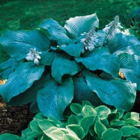 Funkia  BLUE MAMMOTH