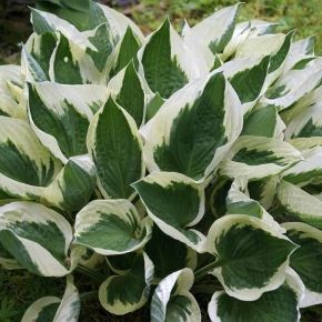 Funkia- Hosta MINUTEMAN