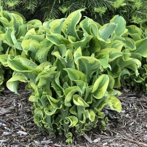 Funkia- Hosta SHADOWLAND WHEEE 