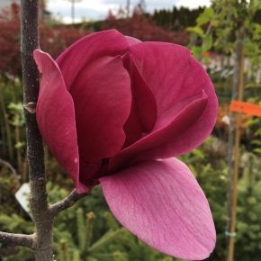 Magnolia BLACK TULIP