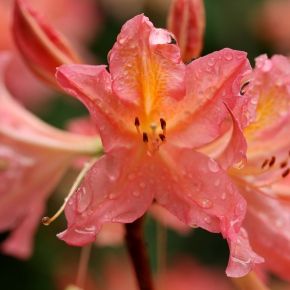 Azalia wielkokwiatowa PINK DELIGHT  