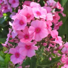 Floks wiechowaty FLAME LIGHT PINK