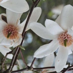 Magnolia JOLI POMPON 