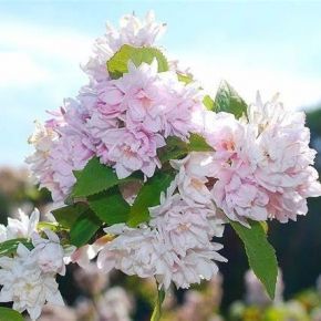 Żylistek mieszańcowy PINK POM POM