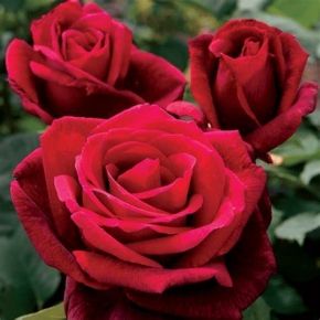 Róża wielokwiatowa MISTER LINCOLN