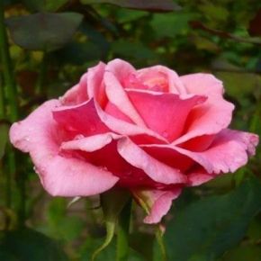 Róża wielkokwiatowa MAZOWSZE