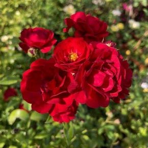 Róża okrywowa czrwona HARWARD