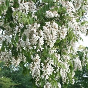 Robinia akacjowa POSPOLITA