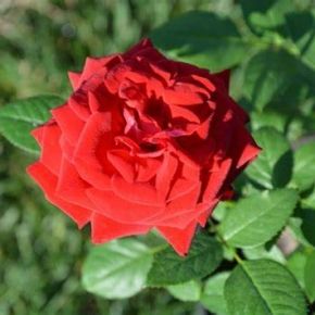Róża wielokwiatowa IRENA