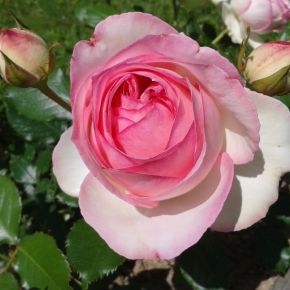 Róża parkowa EDEN ROSE