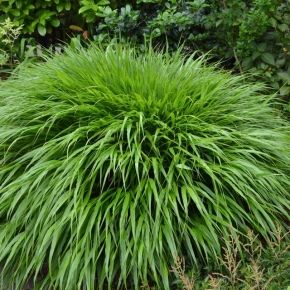 Hakonechloa smukła MARCA