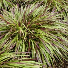 Hakonechloa smukła BENI KAZE