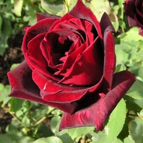Róża wielokwiatowa PAPA MEILLAND 