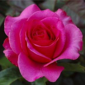 Róża wielkokwiatowa VENROSA