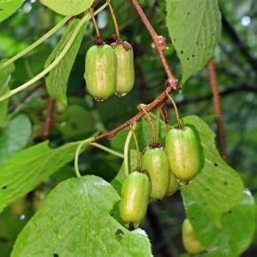 MINI KIWI Aktinidia pstrolistna  SIENTIABRASKAJA