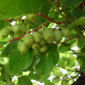 MINI KIWI aktinidia ostrolistna KOKUWA