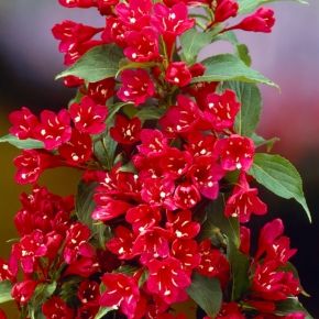 Krzewuszka RED PRINCE