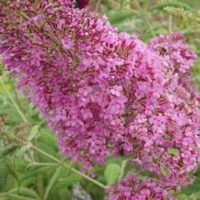 Budleja Davida  PINK DELIGHT