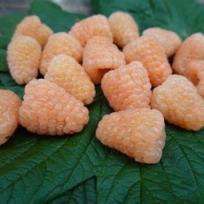 Malina PROMYK donica