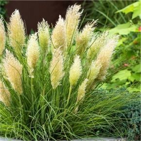 Kortaderia pampasowa TINY PAMPA