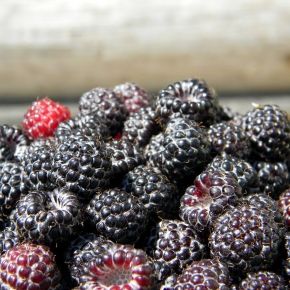 Malina purpurowa  HEBAN -donica