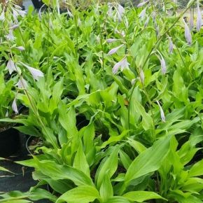 Funkia WHITE FEATHER