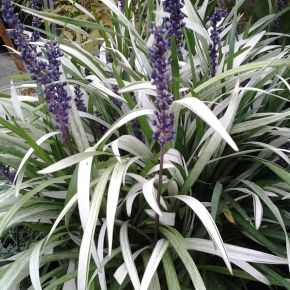 Liriope szafirkowata OKINA