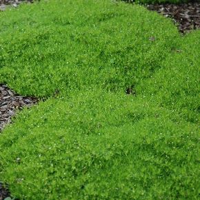 Karmnik ościsty zielony MOSS GREEN
