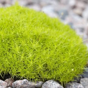 Karmnik ościsty żółty LIME MOSS