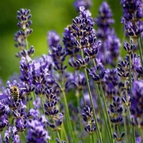 Lawenda wąskolistna 'Ellagance Purple'